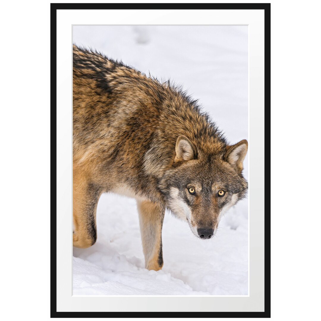 Gerahmtes Poster Seltener Wolf im Schnee