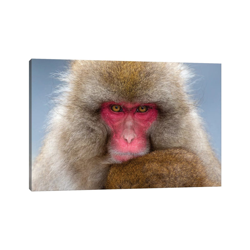 Snow Monkey Eye Contact Japan by Mogens Trolle - Wrapped Canvas Print, 66.04 cm H x 45.72 cm W x 1.91 cm D