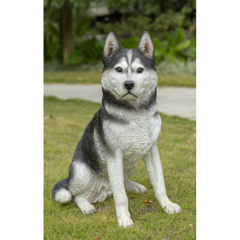 LARGE BLACK & WHITE SIBERIAN HUSKY SITTING