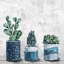 «Succulent Frost», reproduction sur toile tendue-1064054335
