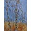 Aspen Trees Print by Pol Ledent-65850113-65825570