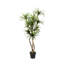 7' Dracaena Tree in Black Nursery Pot