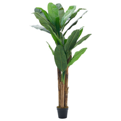 200cm Plant