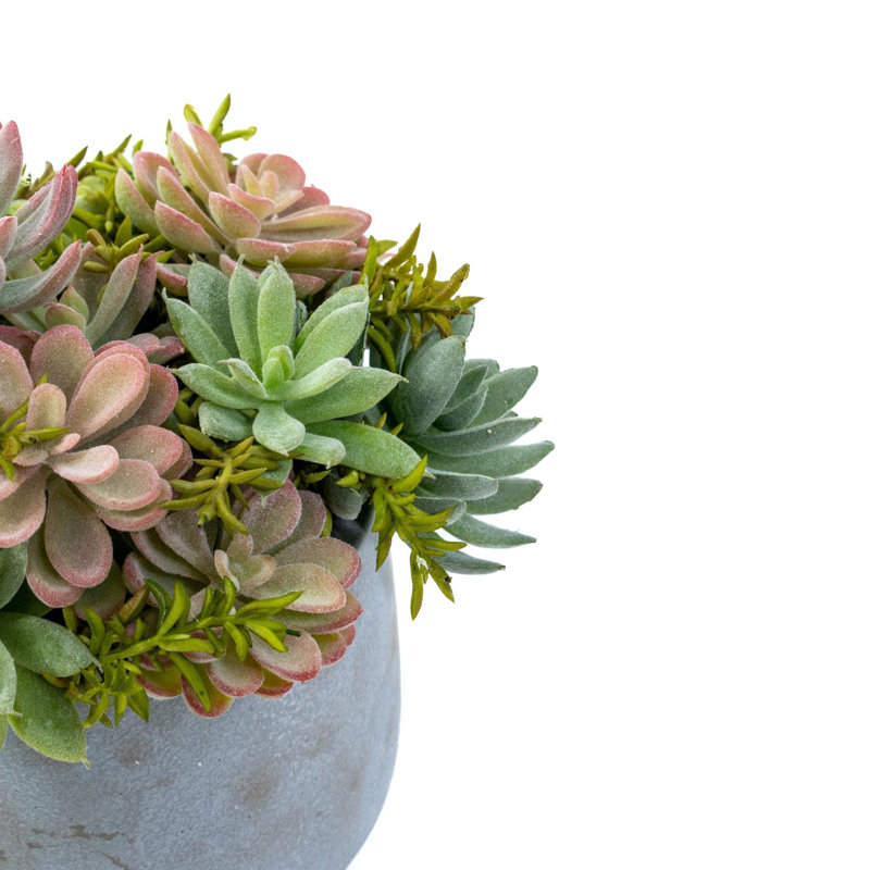 Bonsaï plante grasse 10 po