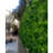 39.37 " H Faux Foliage Hedge
