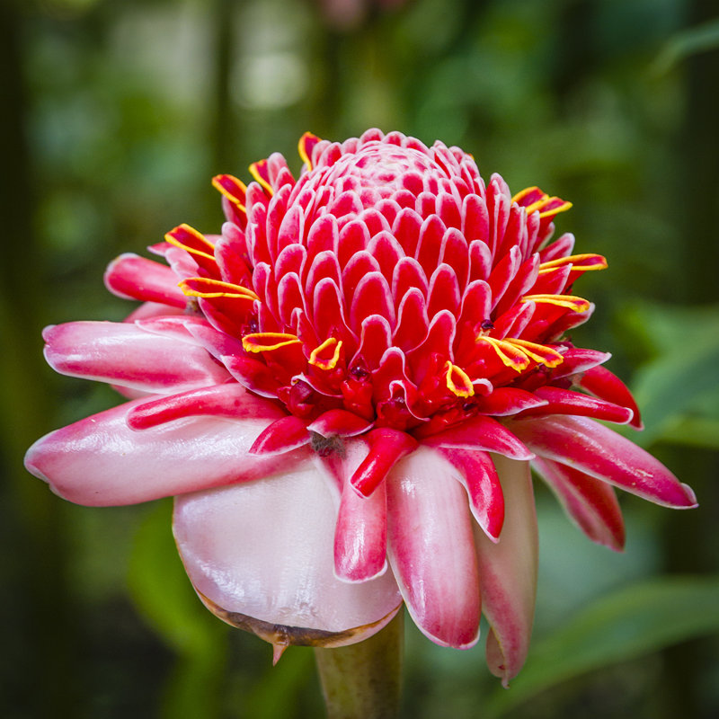 Etlingera Elatior - Wrapped Canvas Print, 76cm H x 76cm W