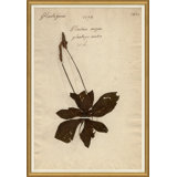 Herbarium 3 Giclee Print by Soicher Marin Archives
