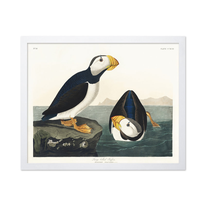 John James Audubon - grand macareux moine, Poster, White Framed, 08"H x 10"W