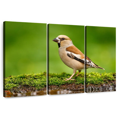 Finch