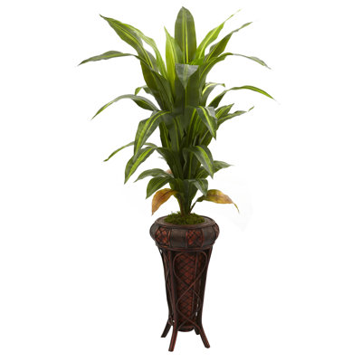 Charlaca Dracaena plante dans un vase décoratif