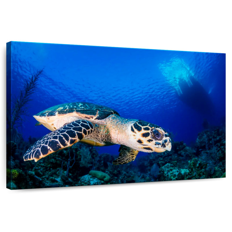 Tortue imbriquée sous-marine Brampt, H 16 po x l 24 po