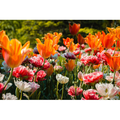 Tulips And Carnations - Wrapped Canvas Print