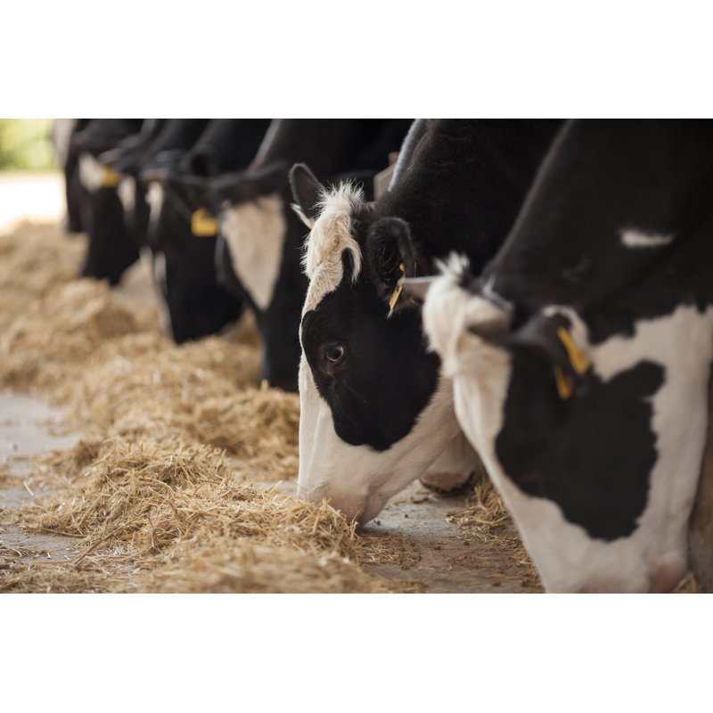 Vaches se nourrissant de 123Ducu, H 32 po x l 48 po