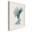 Charlize Antique Coastal Coral VI, reproduction d'art sur toile encadrée-88399830-88399824