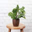 Live Green Prayer Plant in Classic Pot-83156958