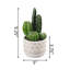 Succulent en pot