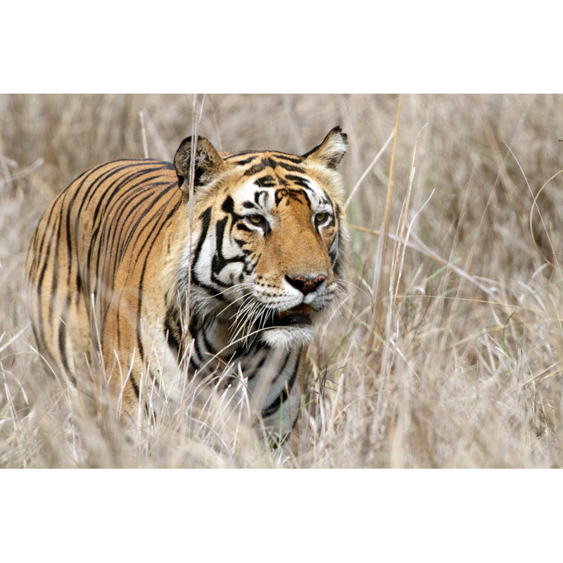 «Bengal Tiger» par Mogenstrolle - Photographie sur toile tendue, L 12 po x H 8 po