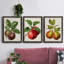 Antique Fruit IX - Ensemble de 3 peintures sur toiles encadrées-1360715215-1360715208