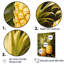Pinapple Golden Grove III sur toile-669118076-669118074