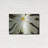 " White Flower " by Dennis Frates-1587135602