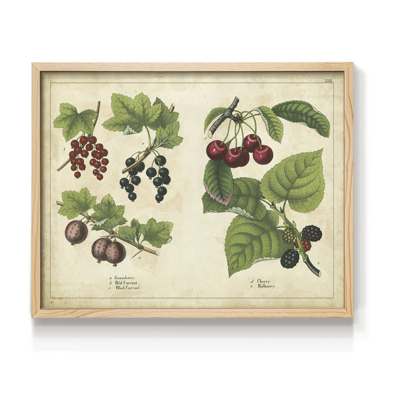 «Kitchen Fruits III», reproduction encadrée, H 8 po x l 10 po, Naturel
