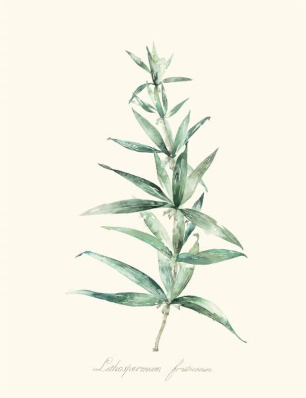 «Herb Garden I» par Sara Brown - impression sur toile, H 39 po x l 30 po x P 1,5 po, Extérieur