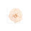 Décoration murale coquelicot-48423044