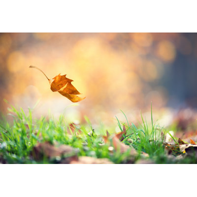 Falling autumn leaf 697637096