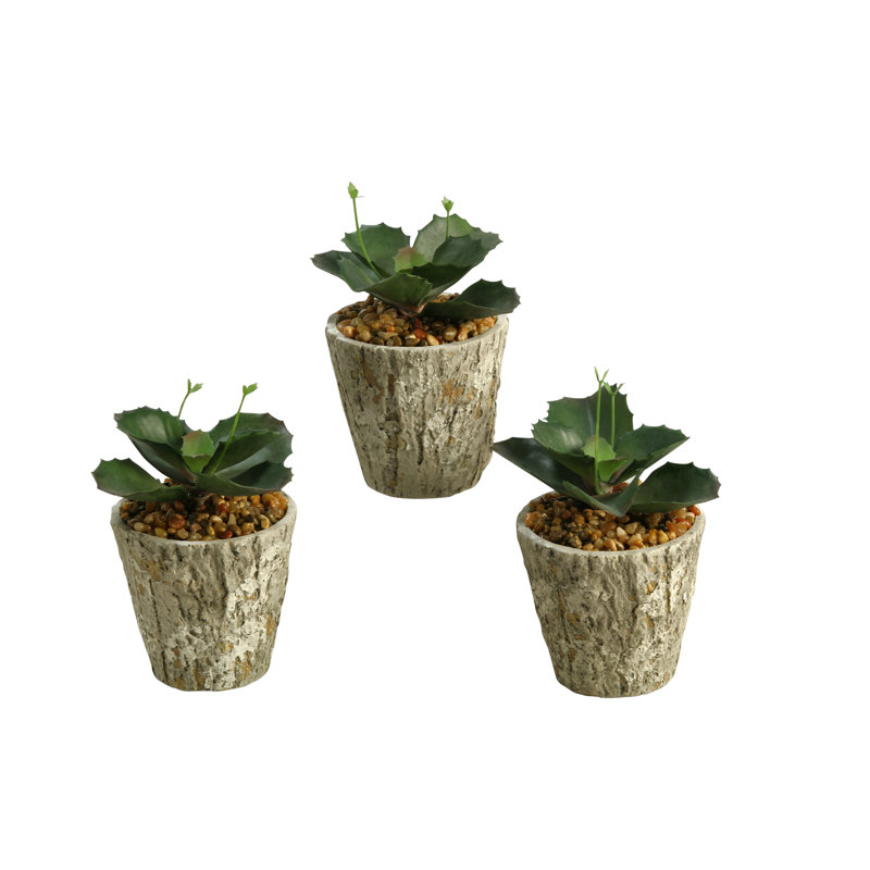 Plante succulent sauvage en pot de fleurs