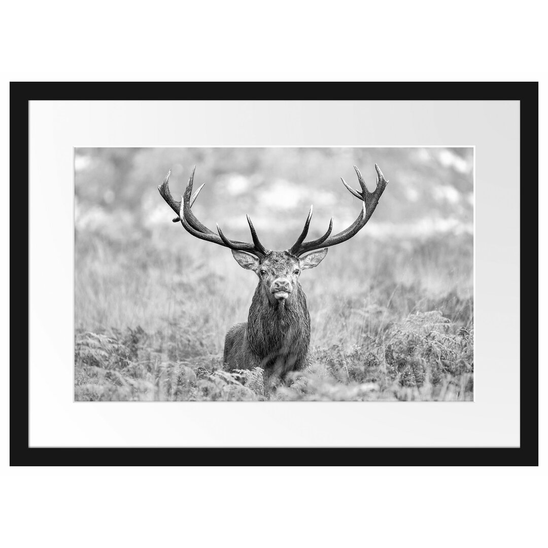 Gerahmtes Papierbild - Fotografie „Large Stag in a Field”