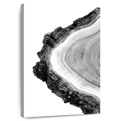 Coupe transversale d'un arbre Harnek