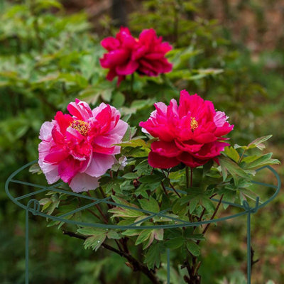 2 Pcs Flower Support Rings, Peony cage Plant Support Stake,Grow Through Grid Plant Brace, Hoops with 3 Pcs Legs for Heavy Blossoms