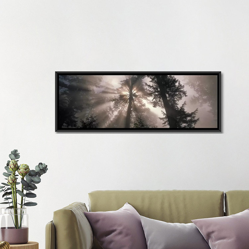 « Panoramic Trees Redwood National Park, California », reproduction de photo sur toile tendue, H 12 po x l 36 po x P 1,5 po