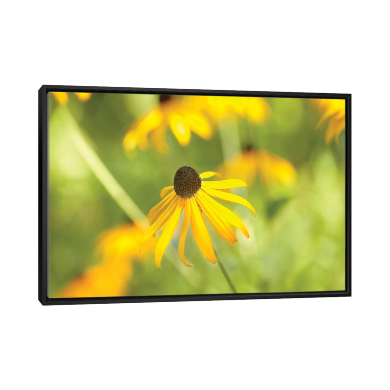 « susan study i », reproduction de photo sur toile, H 18 po x l 26 po x P 1,5 po, Toile avec cadre noir, Pas de tapis