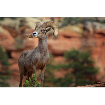 Bighorn Sheep by Nature's Fingerprint - Wrapped Canvas Print