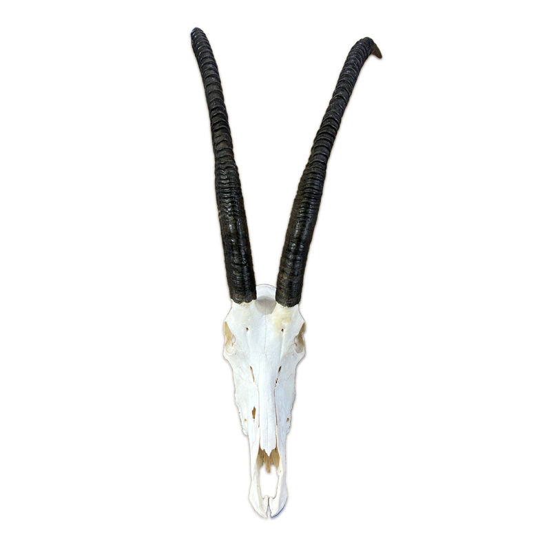 Tianey Trophy Sable Antelope Skull