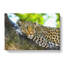 Leopard Vol.2 - Wrapped Canvas-64020397