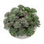 Succulents Arranged in a Ceramic Planter