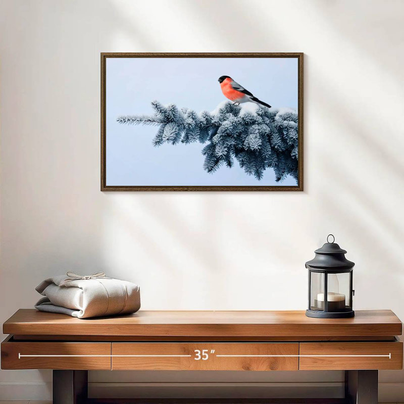 Bullfinch On Festive Spruce, 19" X 13", Floating Frame Walnut