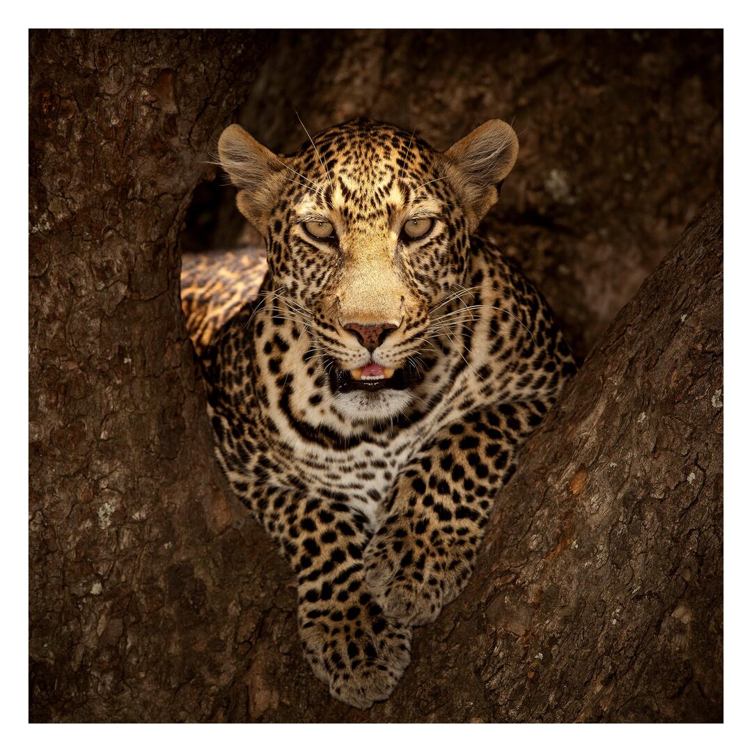 Strukturierte Fototapete Leopard Resting on a Tree 3,36 m x 336 cm