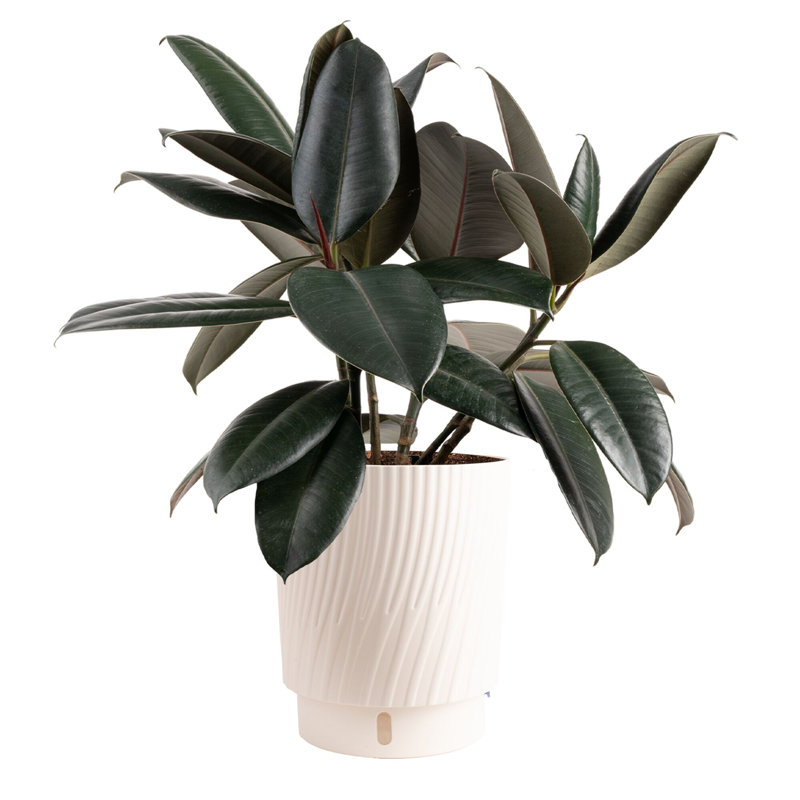 Burgundy Rubber Plant in Basket