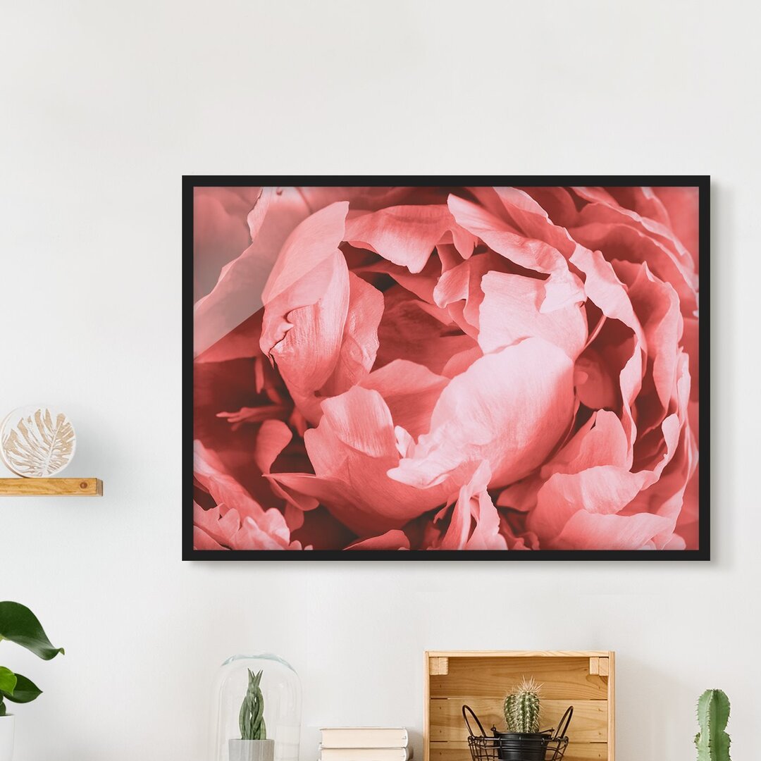 Gerahmter Grafikdruck Peony Blossom Coral