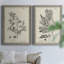«Antique Black and White Botanical IV», ensemble de 2 reproductions d'art sur toile-1516307833-1516307828