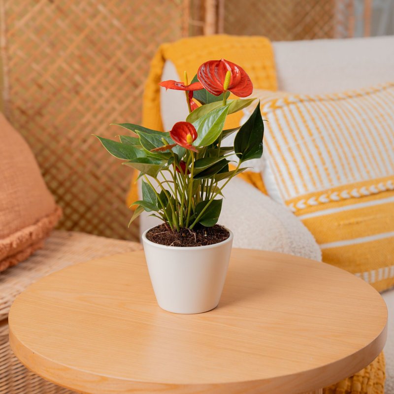 Anthurium in Ceramic Planter