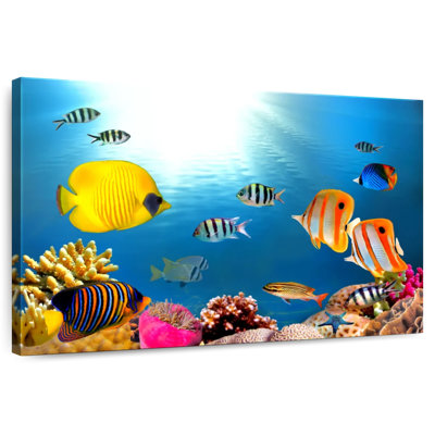 Poissons tropicaux et coraux