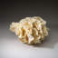 Genuine Lettuce Coral (8.5 Lbs)