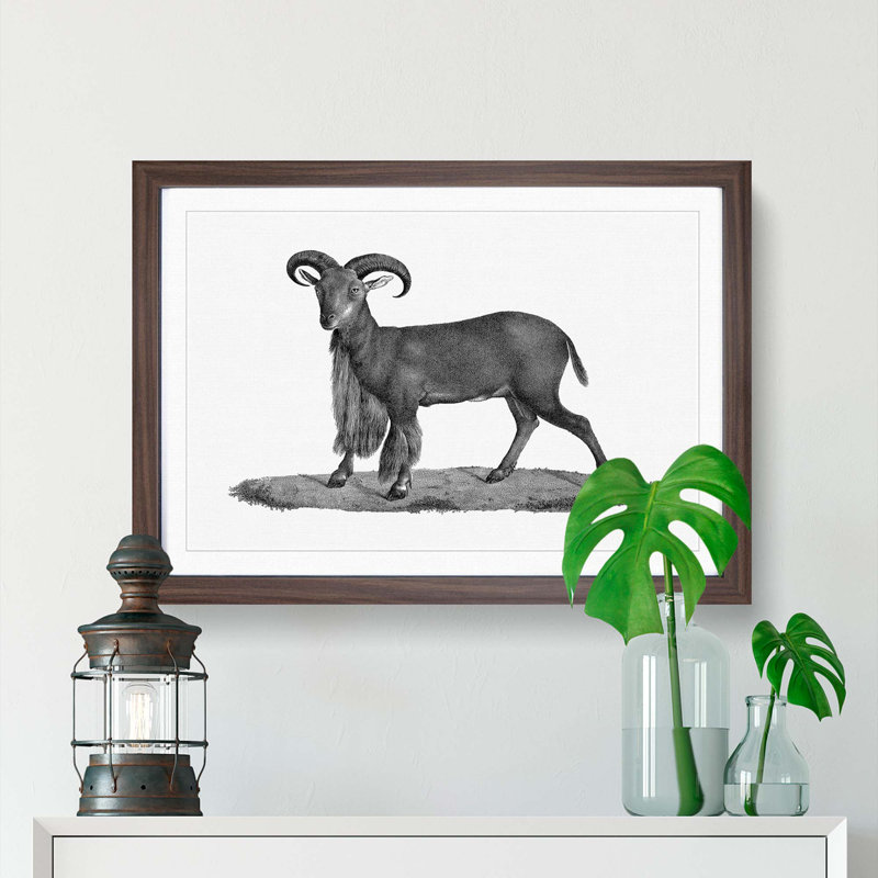 Goat Illustration - Picture Frame Drawing Print, 36cm H x 48cm W x 2cm D, Walnut Framed