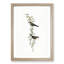 Black-Rumped Finch Birds by Elizabeth Gould - Picture Frame Painting Print-55544672-55544678