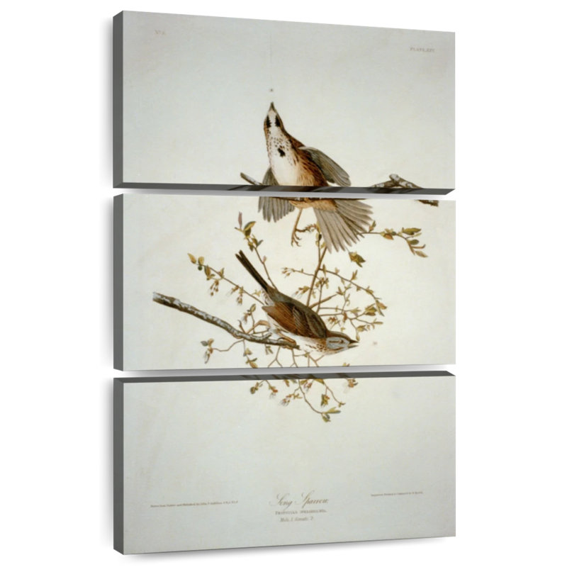 Bruant chanteur des oiseaux d'Amérique, H 32 po x l 20 po