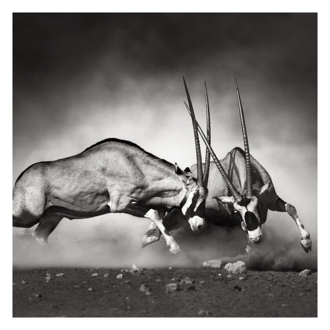 Strukturierte Fototapete Wild Fight 1,92 m x 192 cm